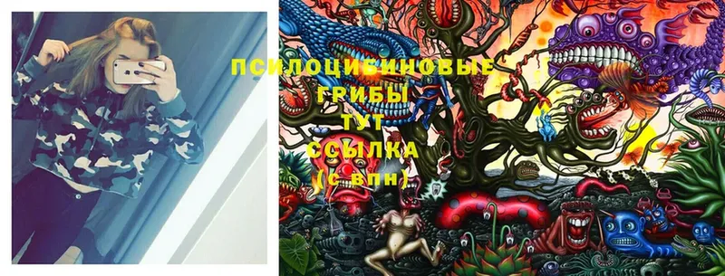 Галлюциногенные грибы Cubensis  купить   Болгар 